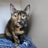 Photo of Peppermint