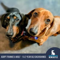 Photo of Frankie & Wolf   1 & 2 Year Old Dachshund (Trial)