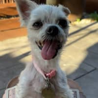 Photo of Fran Drescher