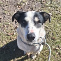 Photo of Boscoe