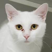 Photo of White Shadow