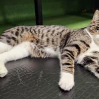 Photo of Little Sox Wok