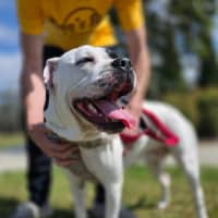 Photo of Dotti