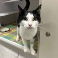 Photo of Nova