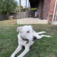 Photo of Brazil *$350 Adoption Fee*