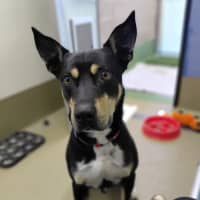 Photo of Banjo