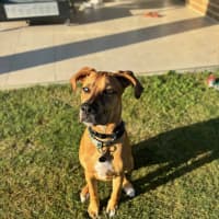 Photo of Magnum *$350 Adoption Fee*