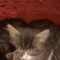 Photo of Fionn