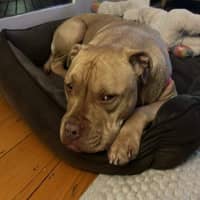 Photo of Sampson