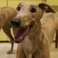 Photo of Ace, The Greyhound 