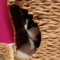 Photo of Mrs Pickles