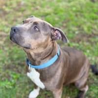 Photo of Brindi