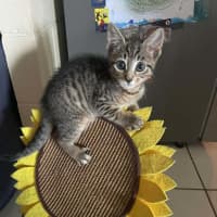 Photo of Chico