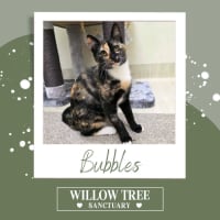 Photo of Bubbles