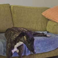 Photo of Brittney, The Greyhound