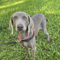Photo of Willow