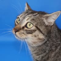 Photo of Zorro   Available At Pet Quarters Tuggerah