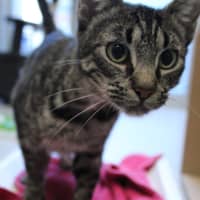 Photo of Prada