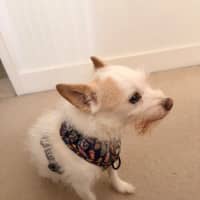 Photo of Buddy