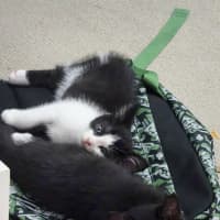 Photo of Meatball, Ziggy, Oreo & Chip