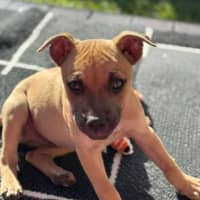 Photo of Rocco