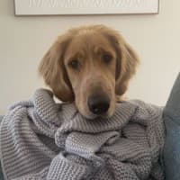 Photo of Basil