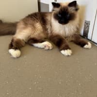 Photo of C1628 Jasper