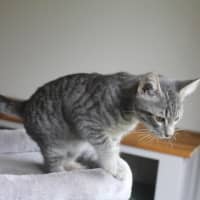 Photo of Mercury
