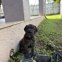 Photo of Odin
