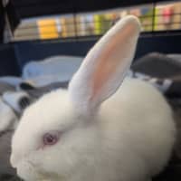 Photo of Mighty Moo