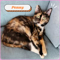 Photo of Penny