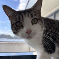 Photo of Sweetpea