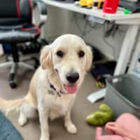 Photo of Luna   2 Year Old Golden Retriever