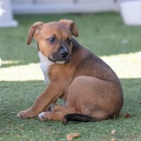 Photo of Bullet