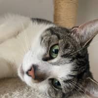 Photo of Shooshko (Shi Shi)