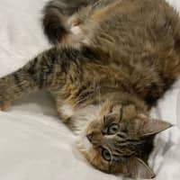 Photo of Amber