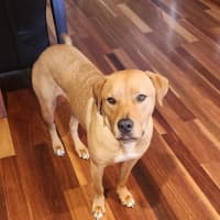 Photo of Boof   1 Year Old Mastiff X Labrador