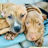 Photo of Staffy Puppies