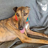 Photo of Milly (Gracious Miss)