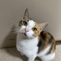 Photo of Pumpkin