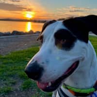 Photo of Roger   1 Year Old Mixed Breed