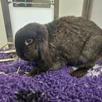 Photo of Midnight