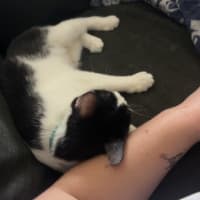 Photo of Piper