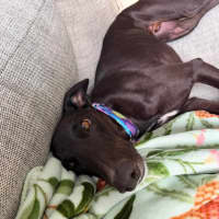 Photo of Frankie, The Greyhound 