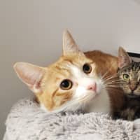 Photo of Mum Sua013024 & Ginger Ninja Sua013023