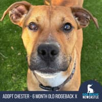Photo of Chester   6 Month Old Ridgeback X
