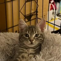 Photo of Shadow
