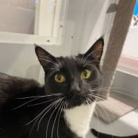 Photo of Stripe And Bandit   Located In Croydon