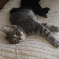 Photo of Mouse