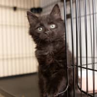 Photo of Albert Einstein